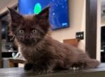 Smoky - Maine Coon Kitten For Sale - Howell&comma; MI&comma; US
