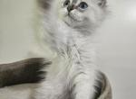 Siberian  British shorthair - British Shorthair Kitten For Sale - Westfield&comma; MA&comma; US