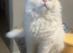 Timmy - Ragdoll Kitten For Sale - Naples&comma; FL&comma; US