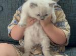 Saphirre - Ragdoll Kitten For Sale - 