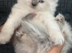 Atticus - Ragdoll Kitten For Sale - Buffalo&comma; NY&comma; US