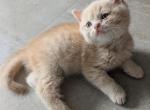 Serafeem - British Shorthair Kitten For Sale - Brooklyn&comma; NY&comma; US