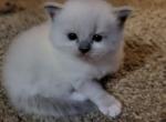 Lady - Ragdoll Kitten For Sale - Bigmount&comma; PA&comma; US