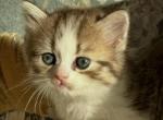 Patootie Dollface Persian - Persian Kitten For Sale - 