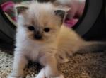 Lord Fluff n Stuff - Ragdoll Kitten For Sale - 