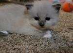 Mittens - Ragdoll Kitten For Sale - Bigmount&comma; PA&comma; US
