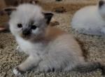 Mr Friskerton - Ragdoll Kitten For Sale - Bigmount&comma; PA&comma; US