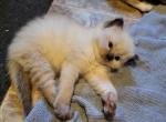 Sir Whiskerwiggles - Ragdoll Kitten For Sale - 