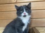 Eleanor - American Longhair Kitten For Sale - West Springfield&comma; MA&comma; US