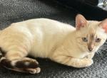 Sniw Lynx girl - Bengal Kitten For Sale - Morrisonville&comma; NY&comma; US