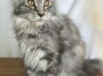 Maine Coon Female - Maine Coon Kitten For Sale - Morrisonville&comma; NY&comma; US