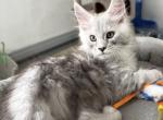 Snowfall Luxlines Akiras Element litter - Maine Coon Kitten For Sale - Ambridge&comma; PA&comma; US