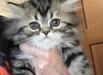 Male Brown Classic Tabby Doll Face Persian - Persian Kitten For Sale - River Falls&comma; WI&comma; US