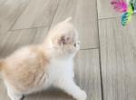 Candy - Persian Kitten For Sale - 