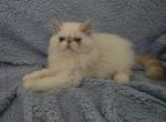 Litter A - Persian Kitten For Sale - Liberty&comma; TX&comma; US