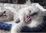 Lazor - Himalayan Cat For Sale/Service - 