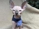Sphynx Kittens - Sphynx Kitten For Sale - Homestead&comma; FL&comma; US