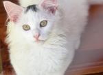 Mix Ragdoll & Turkish Van - Ragdoll Kitten For Sale - 