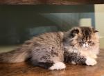 Lenna - Persian Kitten For Sale - 