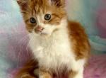 Starla - Maine Coon Kitten For Sale - Dresden&comma; OH&comma; US