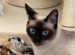 Sealpoint Female - Siamese Cat For Sale - Willington&comma; CT&comma; US