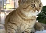 british female - British Shorthair Kitten For Sale - Auburn&comma; WA&comma; US