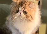 Loak - Persian Kitten For Sale - 