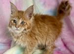 Honey - Maine Coon Kitten For Sale - Dresden&comma; OH&comma; US