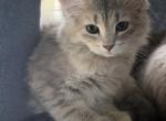 Blue Amber Classic Torbie Karpati Pink Female - Siberian Kitten For Sale - 