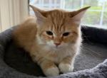 Red Amber Mackerel Tabby White Lime Male Kitten - Siberian Kitten For Sale - 