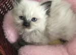 Ragdoll babies - Ragdoll Kitten For Sale - Walnut Creek&comma; CA&comma; US