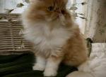 Longhair and shorthair exotics looking for homes - Exotic Kitten For Sale - Harrisburg&comma; PA&comma; US