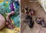 Mary - Sphynx Kitten For Sale - Rochester&comma; NY&comma; US