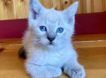 Tiramisu - Domestic Kitten For Sale - Mankato&comma; MN&comma; US
