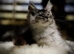 Mr Cherry - Maine Coon Kitten For Sale - McArthur&comma; CA&comma; US