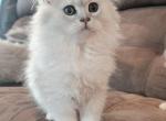 Shaded Silver babies - Persian Kitten For Sale - 