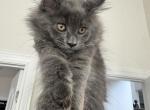 Lipa The Big Paw Club - Maine Coon Kitten For Sale - Round Rock&comma; TX&comma; US