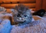 Karen - Persian Kitten For Sale - Monroe&comma; NY&comma; US