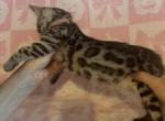 Nova babies - Bengal Kitten For Sale - 