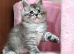 Maine Coon Alexander - Maine Coon Kitten For Sale - Empire State&comma; NY&comma; US