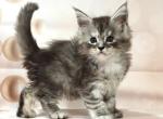 Maine Coon Favourite - Maine Coon Kitten For Sale - Empire State&comma; NY&comma; US