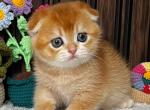 Scottish Nefertiti - Scottish Fold Kitten For Sale - Brooklyn&comma; NY&comma; US