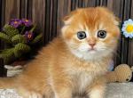 Scottish Nala - Scottish Fold Kitten For Sale - Brooklyn&comma; NY&comma; US