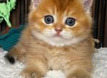 Scottish Neptune - Scottish Straight Kitten For Sale - Brooklyn&comma; NY&comma; US