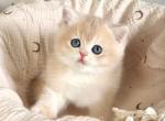 British Yasha - British Shorthair Kitten For Sale - Manorville&comma; NY&comma; US