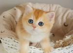 British Yan - British Shorthair Kitten For Sale - Manorville&comma; NY&comma; US