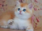 British Yvonne - British Shorthair Kitten For Sale - Manorville&comma; NY&comma; US