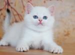 British Yanis - British Shorthair Kitten For Sale - Manorville&comma; NY&comma; US