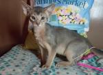 Blue Boy Indigo Blues Clues Muse - Abyssinian Kitten For Sale - 