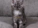 Obsession 2 in Pavilion NY - Maine Coon Kitten For Sale - 